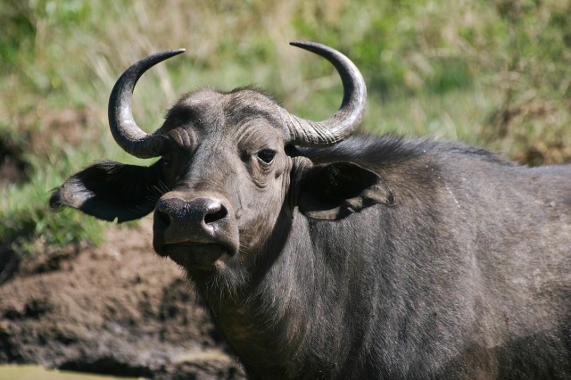 cape-buffalo-412668_1280